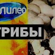 Галилео Грибы Mushrooms