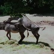 Zebra Mating Compilation 2019 Zebra Breeding Animals Mating