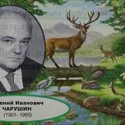 Что За Зверь Чарушин