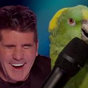 10 Funniest Animal Auditions Ever On Got Talent