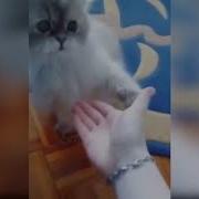 Коты 2019 Смешные Коты Приколы С Котами До Слез Под Музыку Смешные Кошки Funny Cats