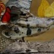 Kliurkos Balius Krokodilas