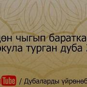 Үйдөн Чыгып Баратканда Окула Турган Дуба 2