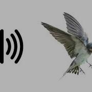 Birds Flying Sound Effect