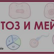 Метоз