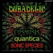 Cosmosis Quantica Sonic Species Dubadelic