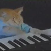 Кот Играет На Пианино 10 Часов