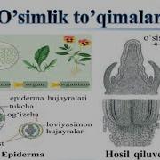 6 Sinf Biologiya Oʻsimliklar Haqida Tushuncha