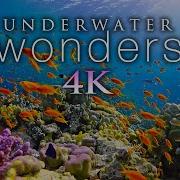 4K Stunning Underwater Wonders Of The Red Sea Relaxing Music Coral Reefs Colorful Sea Life